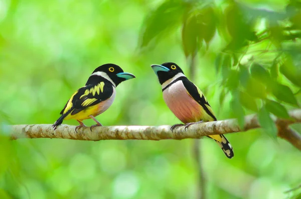 Pássaro Broadbill preto e amarelo — Fotografia de Stock