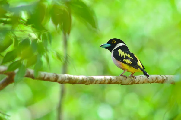 Siyah ve sarı kılıç kuş — Stok fotoğraf
