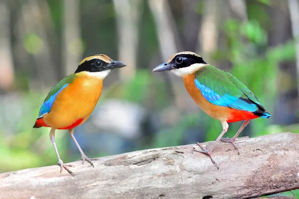 Oiseau Pitta ailé bleu — Photo