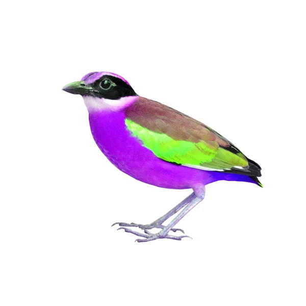 Pájaro colorido — Foto de Stock