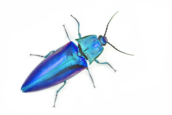 Colorful Beetle — Stock Photo, Image