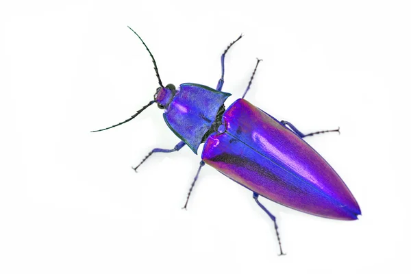 다채로운 딱정벌레 — 스톡 사진