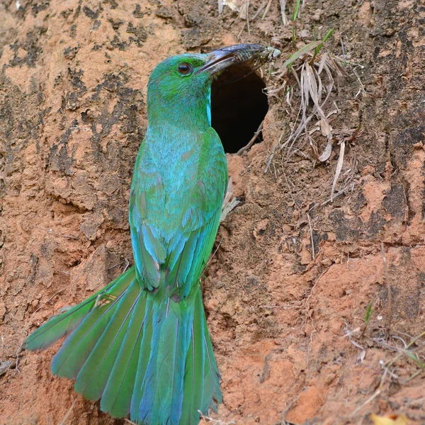 Abeja barbuda azul devorador de aves — Foto de Stock