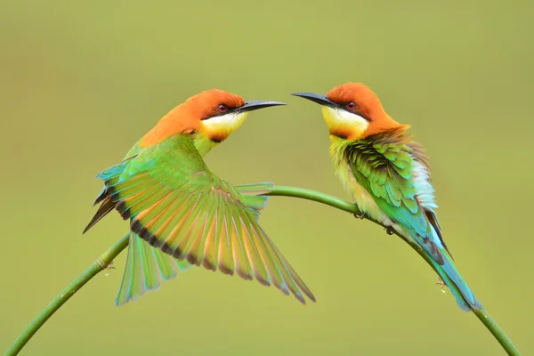 Vackra bee eater fågel — Stockfoto