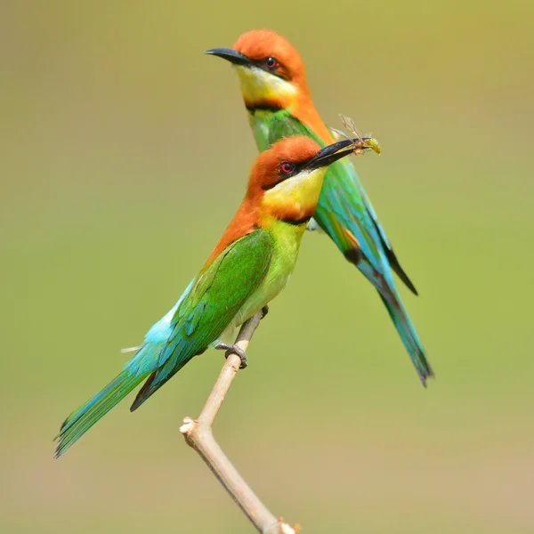 Bellissimo uccello mangiatore di api — Foto Stock