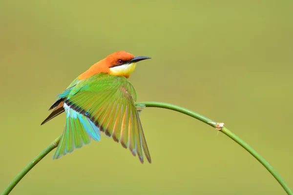 Beautiful Bee Eater Bird — стоковое фото