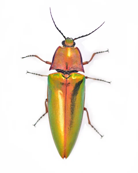 Colorful Beetle — Stock Photo, Image