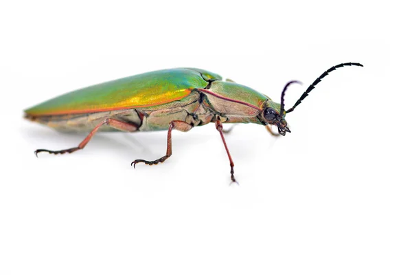 Kolorowe chrząszcz — Zdjęcie stockowe