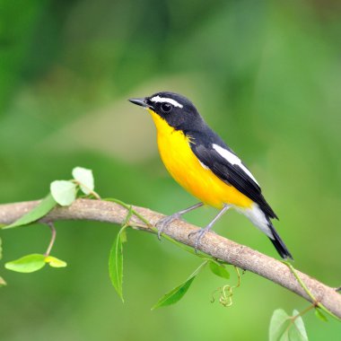 노란 rumped 새 새