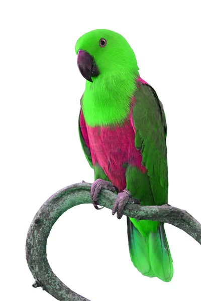 Beautiful colorful parrot — Stock Photo, Image