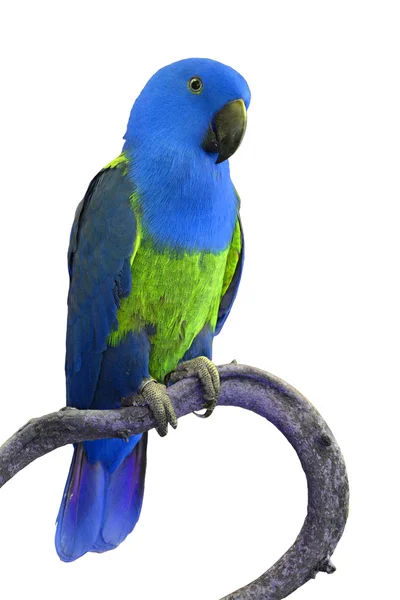 Красива барвиста папуга — стокове фото