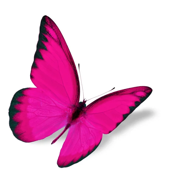 गुलाबी फुलपाखरू — स्टॉक फोटो, इमेज