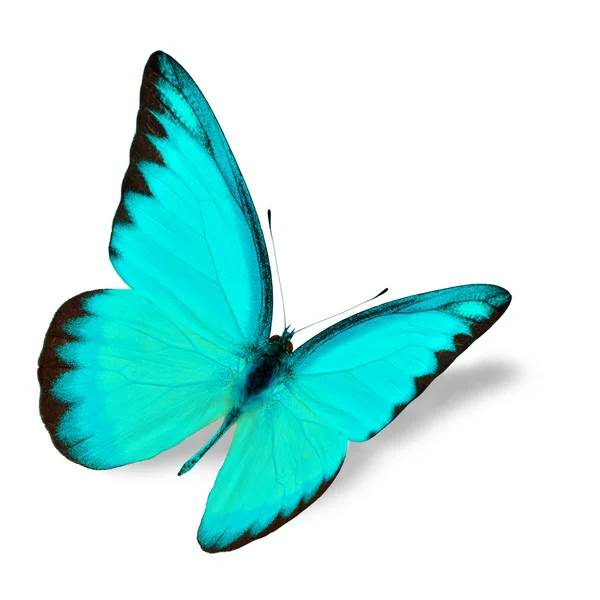 Blue butterfly — Stock Photo, Image