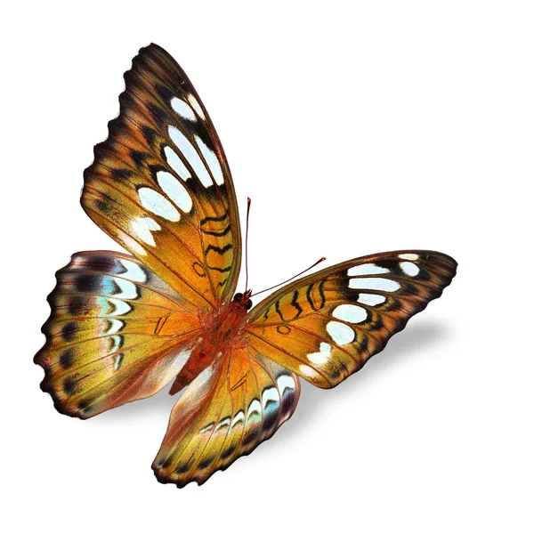 Orange butterfly — Stock Photo, Image