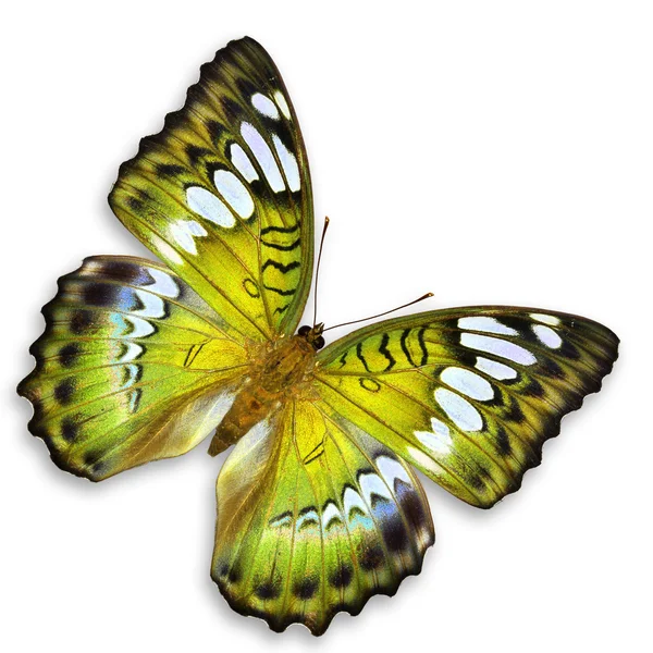 Yellow butterfly — Stock Photo, Image