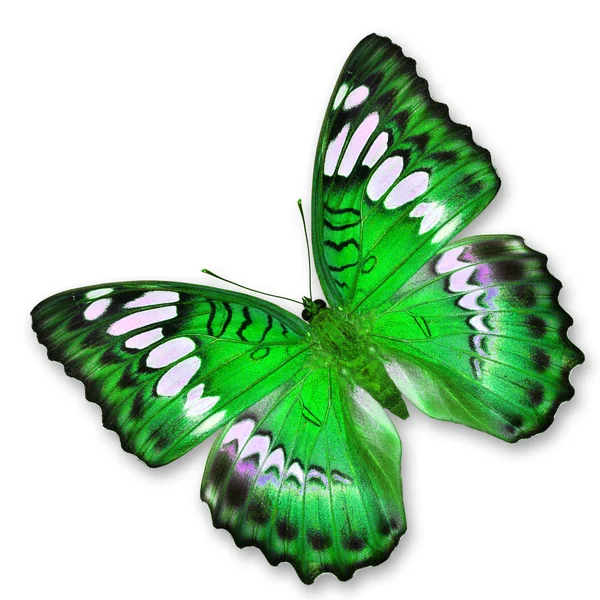 Mariposa verde — Foto de Stock