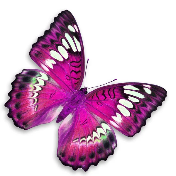 ピンクの蝶 — ストック写真