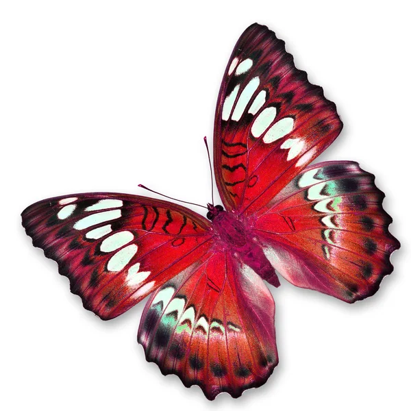 Червоний метелик — стокове фото