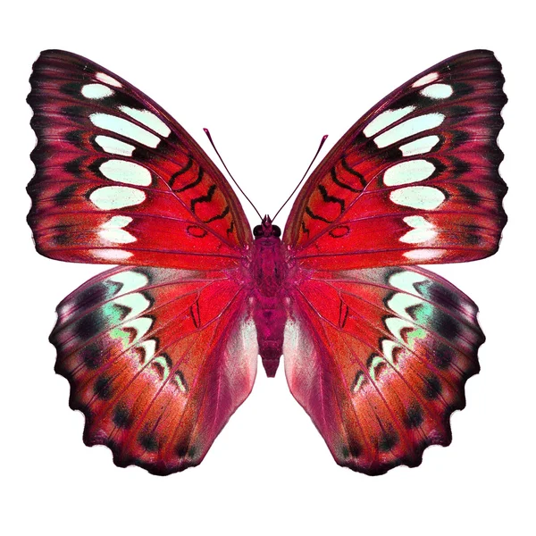 Roter Schmetterling — Stockfoto