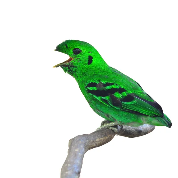 Groene breedbekken vogel — Stockfoto
