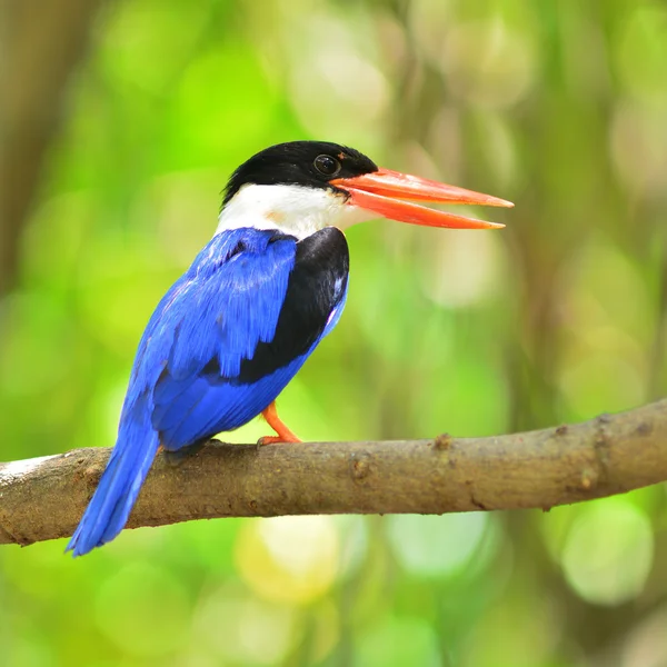 Pássaro Kingfisher de capa preta — Fotografia de Stock