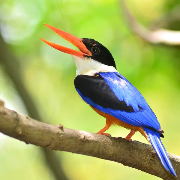 Burung Kingfisher bertopeng hitam — Stok Foto