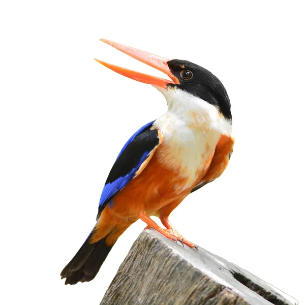 Pássaro Kingfisher de capa preta — Fotografia de Stock