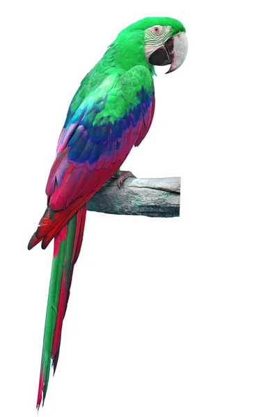 Macaw colorato — Foto Stock