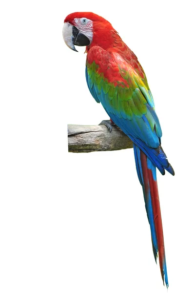 Red and green macaw — Stock Photo, Image