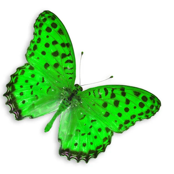 Green butterfly — Stock Photo, Image