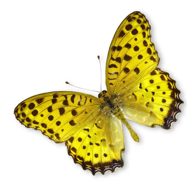 Yellow butterfly — Stock Photo, Image