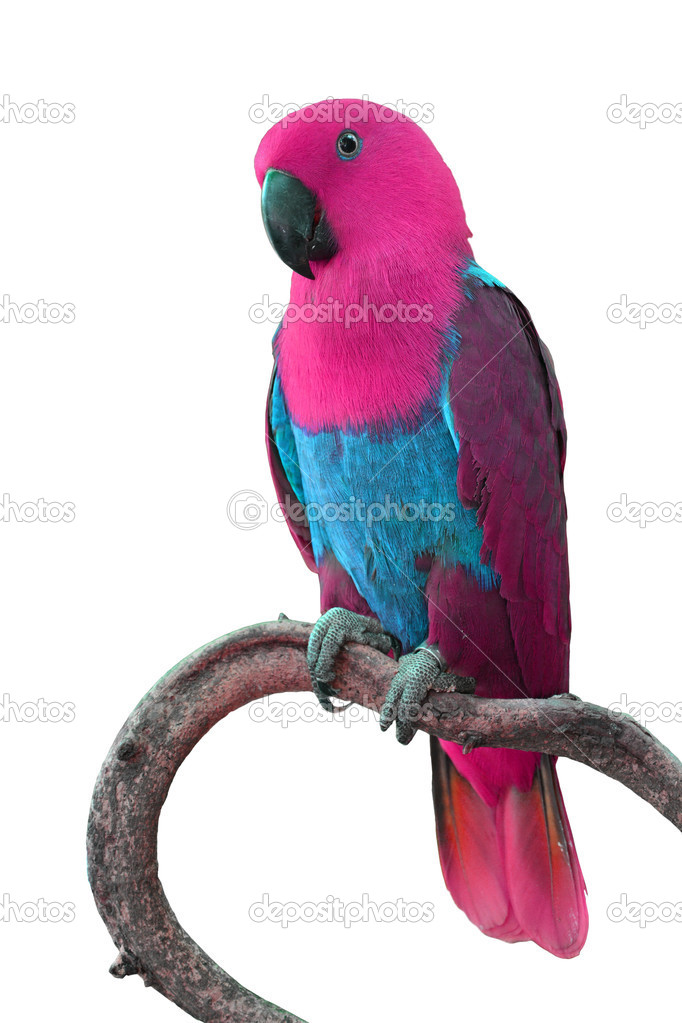 Beautiful colorful parrot