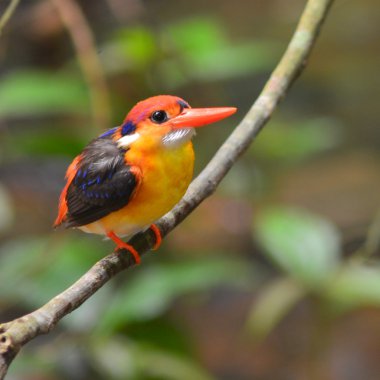 kara sırtlı kingfisher kuş