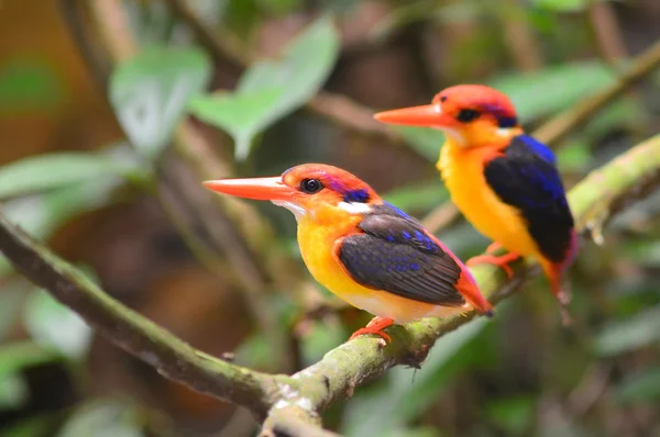 Kara sırtlı kingfisher kuşlar — Stok fotoğraf
