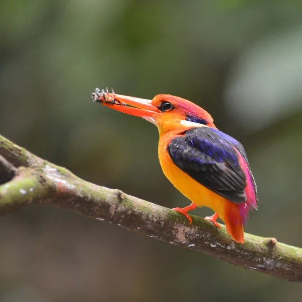 Black-backed Kingfisher bird — Stock Photo, Image
