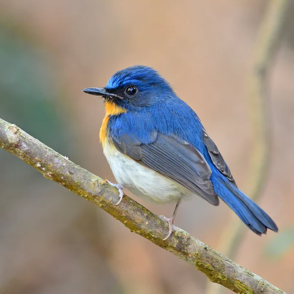 Tickell's blue-flycatcher bird — Stock Photo, Image
