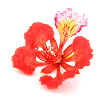 Pride of Barbados flower clipart