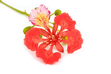 Pride of Barbados clipart