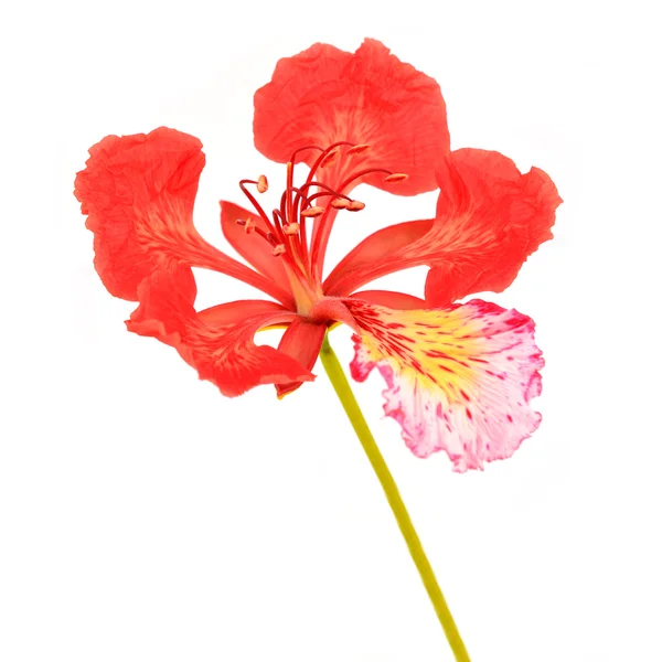 Stolthet av barbados blomma — Stockfoto