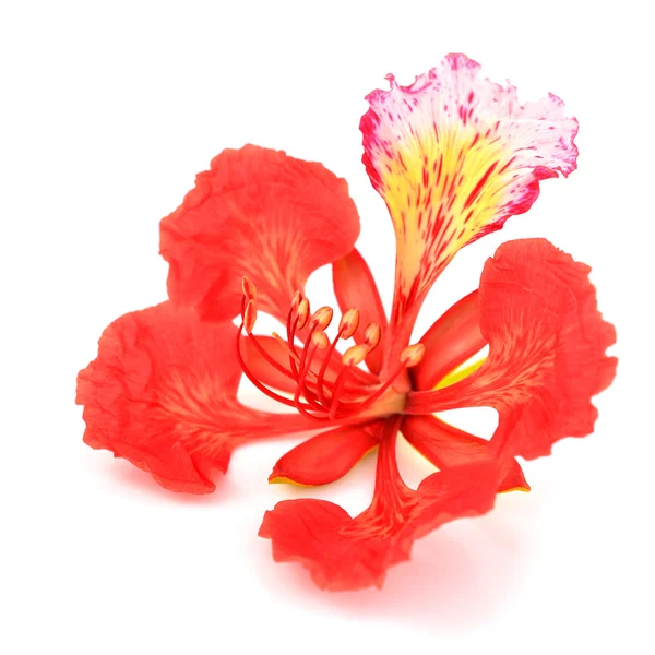 Pride of Barbados flower — Stock Photo, Image