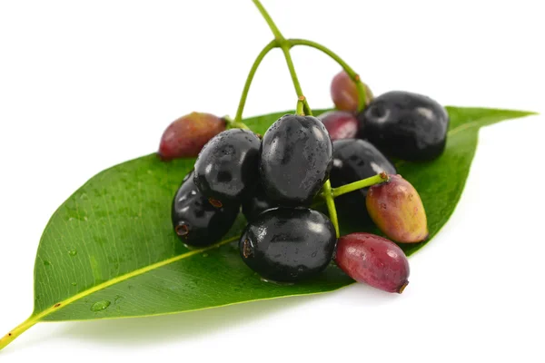 Frutta Java Plum — Foto Stock