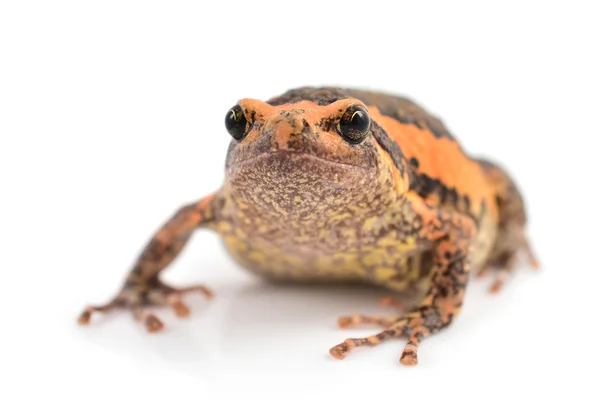 Bullenfrosch — Stockfoto