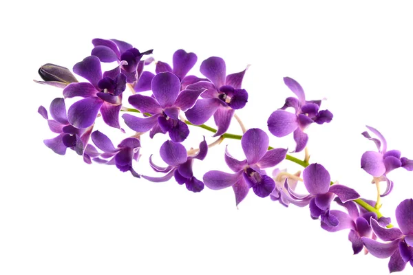 Orchidea kwiat — Zdjęcie stockowe