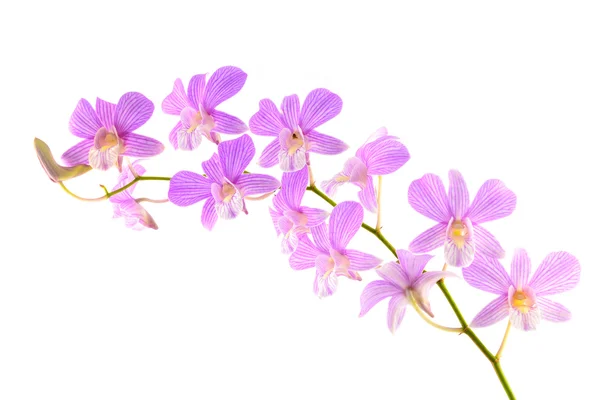 Orchidej květina — Stock fotografie