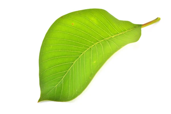 Листья франжипани — стоковое фото