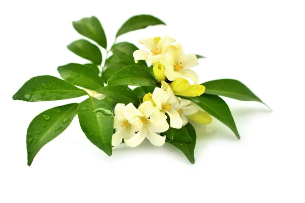 White flower — Stock Photo, Image