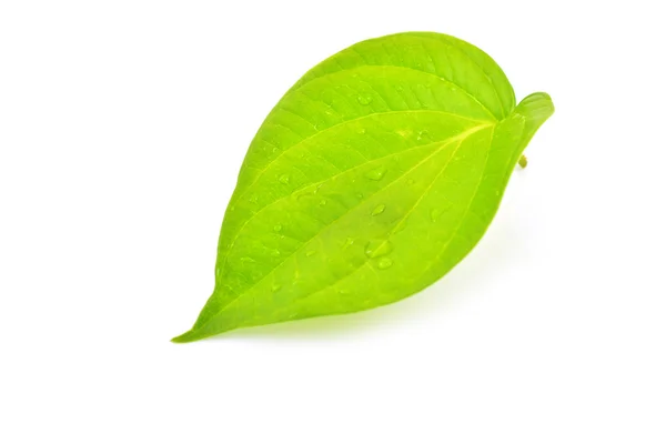 Green betel leaf — Stock Photo, Image