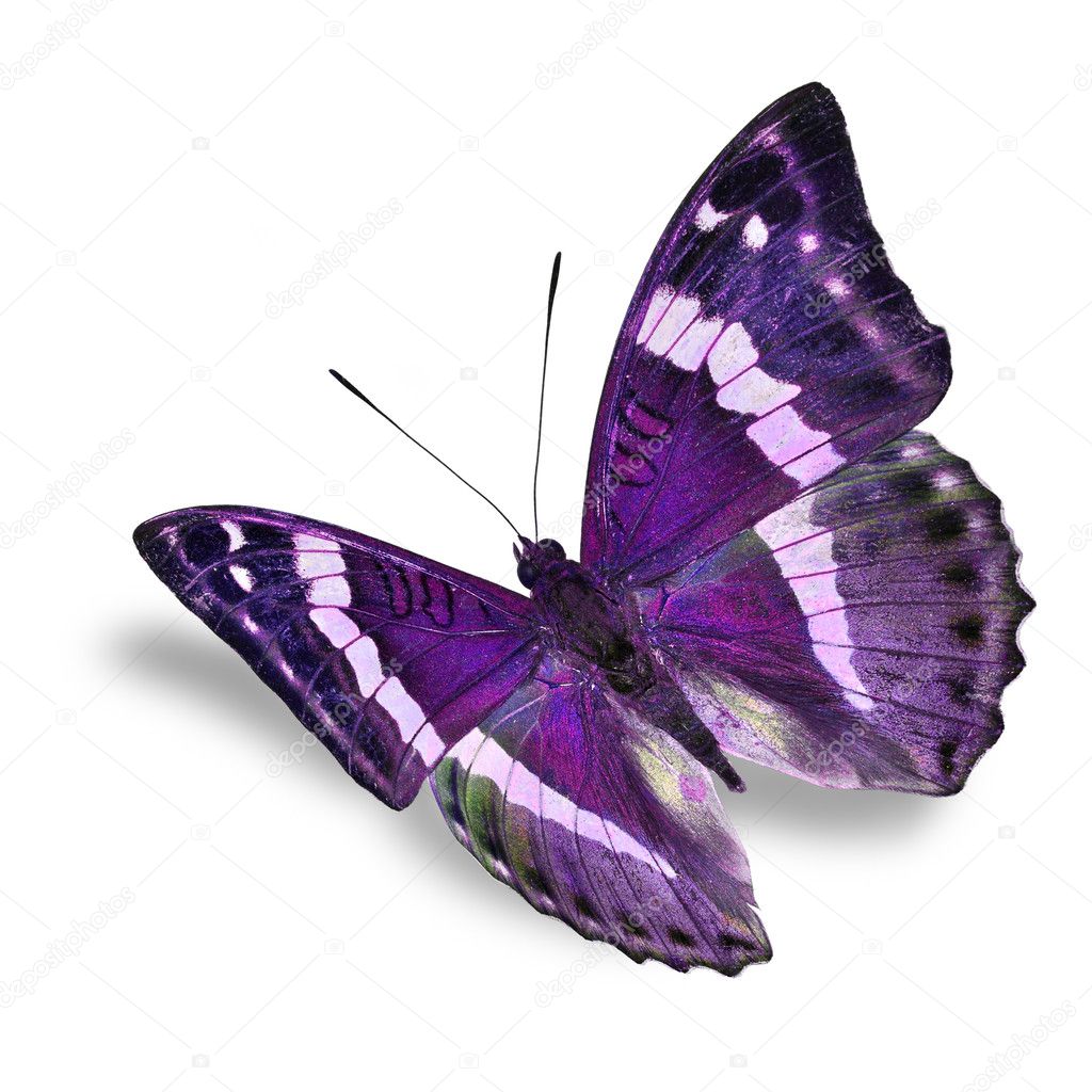 purple butterfly