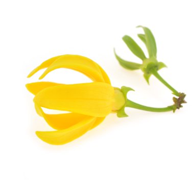 ylang-ylang çiçek
