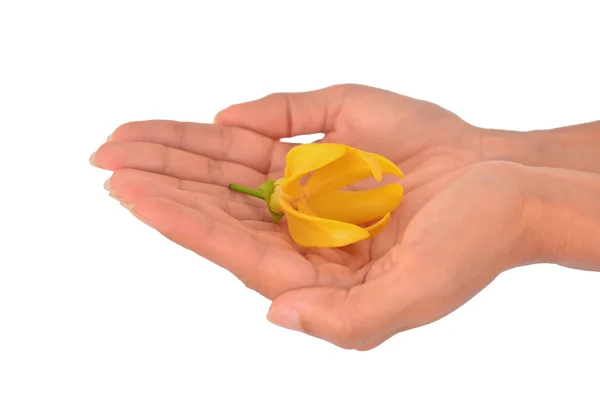 Ylang-Ylang Fleur dans une main de femme — Photo